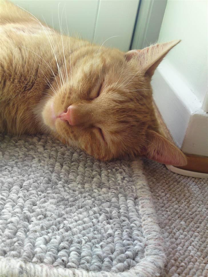 Huskat Bastian billede 1