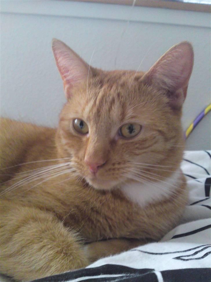 Huskat Bastian billede 2