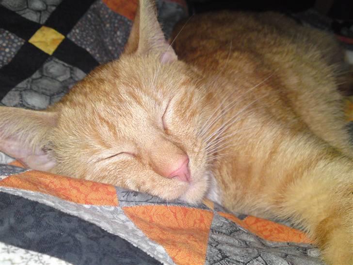 Huskat Bastian billede 3