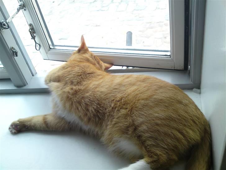 Huskat Bastian billede 4