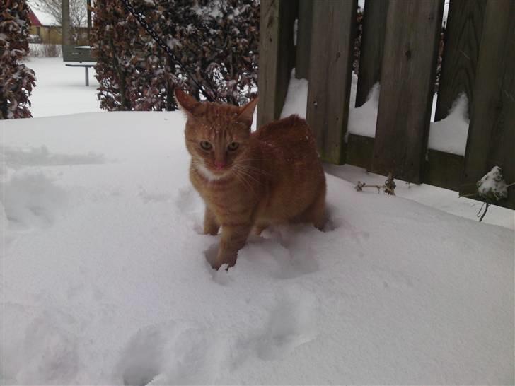 Huskat Bastian billede 5