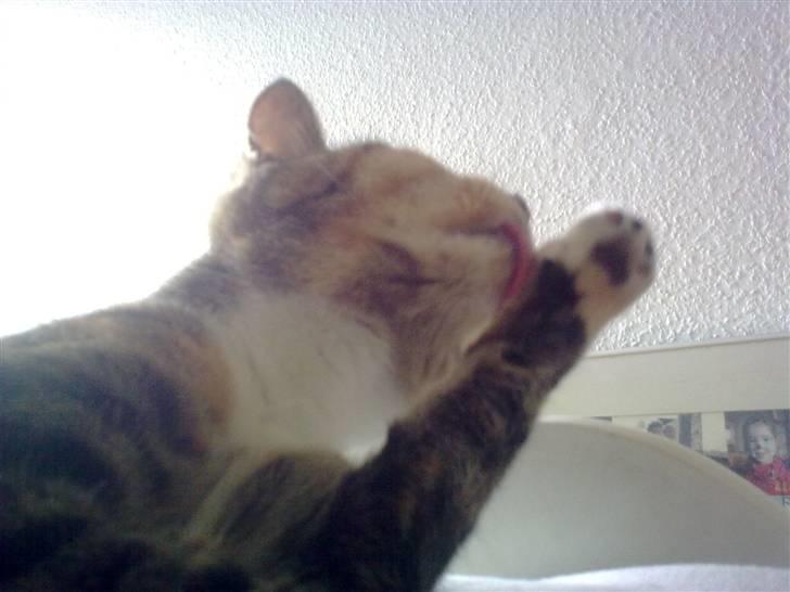 Huskat Misty billede 6