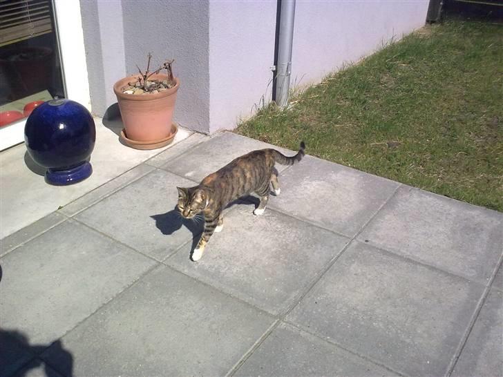 Huskat Misty billede 7