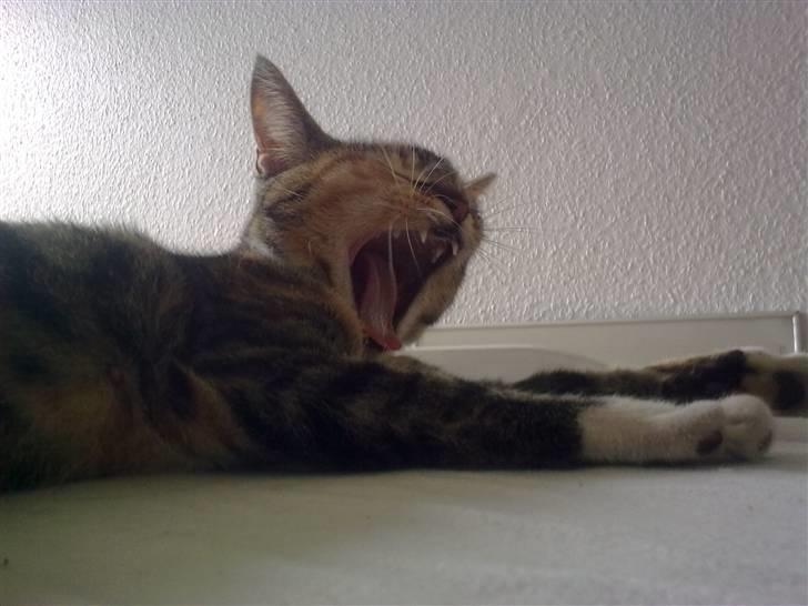 Huskat Misty billede 8