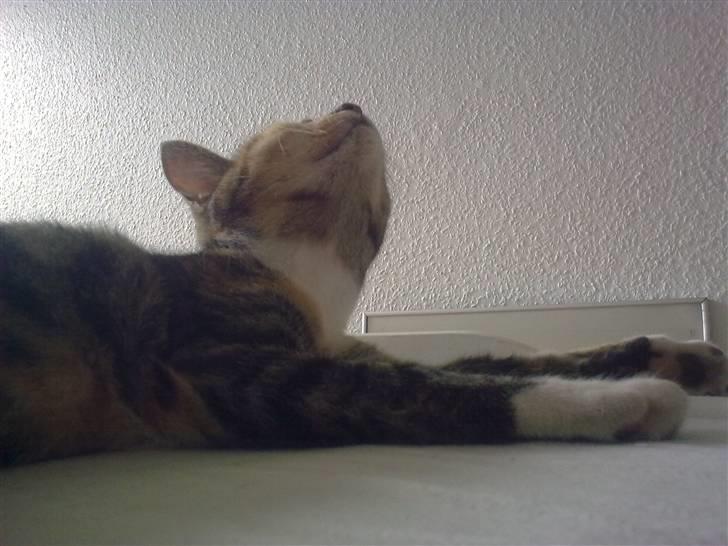 Huskat Misty billede 9