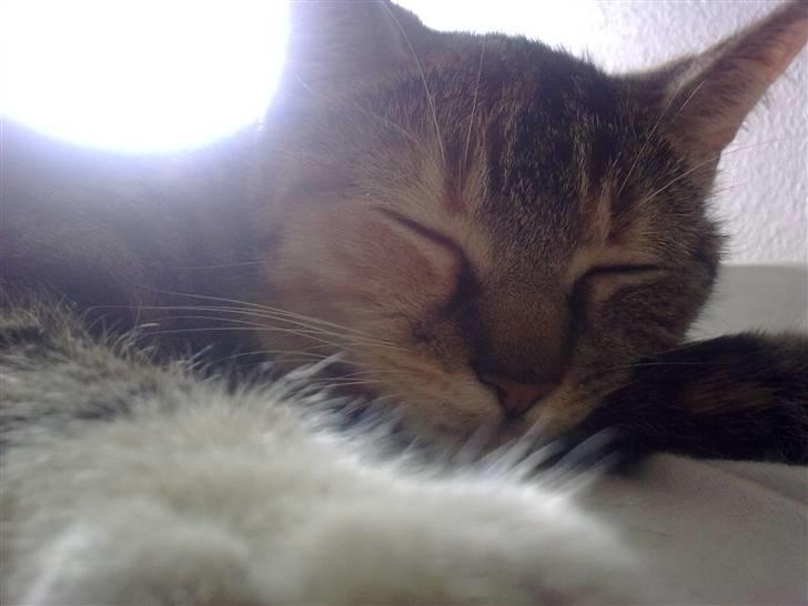 Huskat Misty billede 10