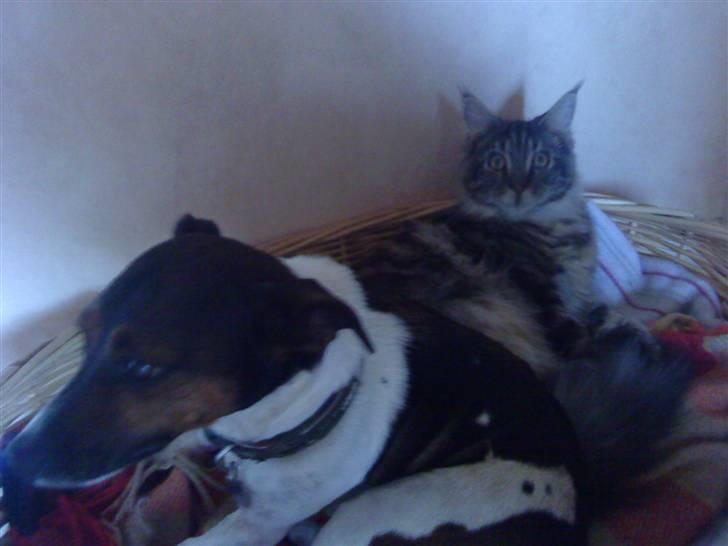 Maine Coon Mooshead Larry billede 11