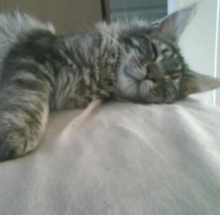 Maine Coon Mooshead Larry billede 12