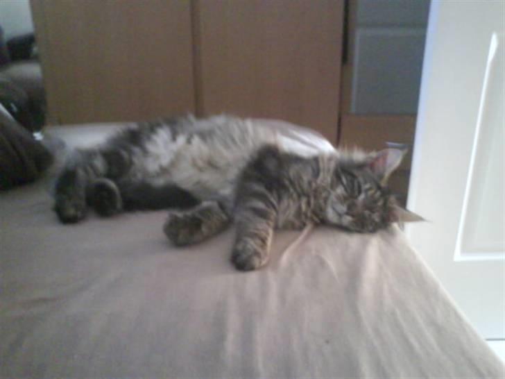 Maine Coon Mooshead Larry billede 13