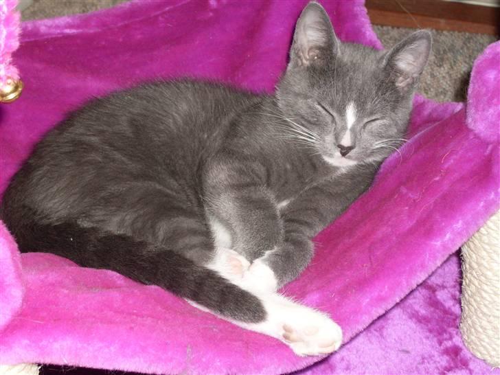 Blanding af racer bølle billede 1