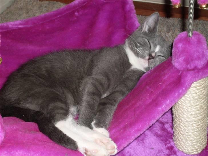 Blanding af racer bølle billede 2