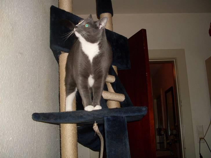 Blanding af racer bølle billede 3