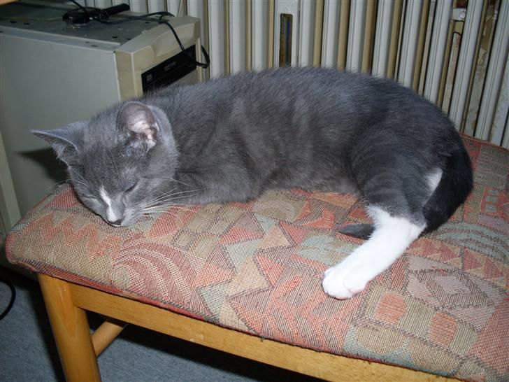 Blanding af racer bølle billede 4