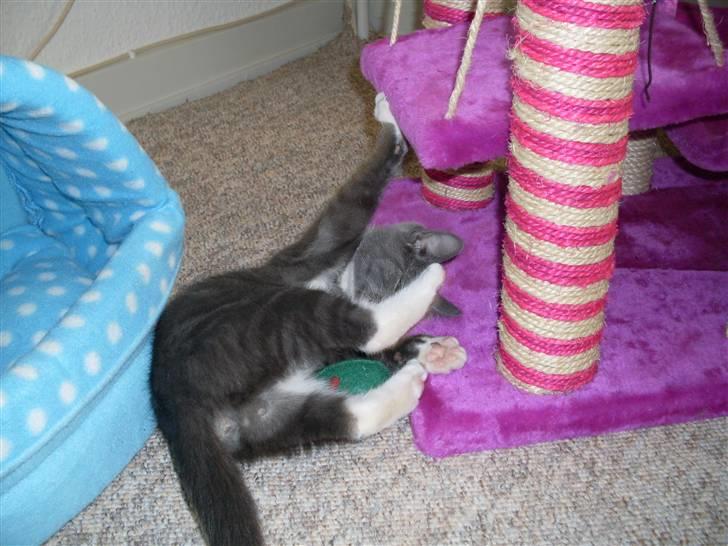 Blanding af racer bølle billede 5