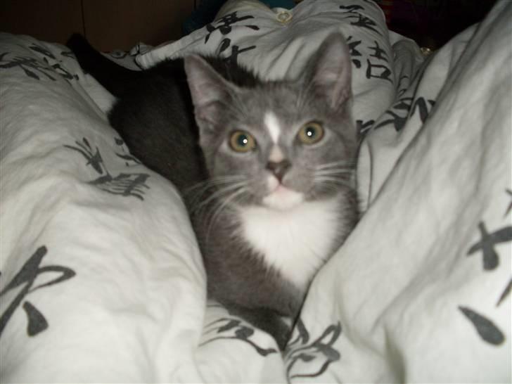 Blanding af racer bølle billede 6