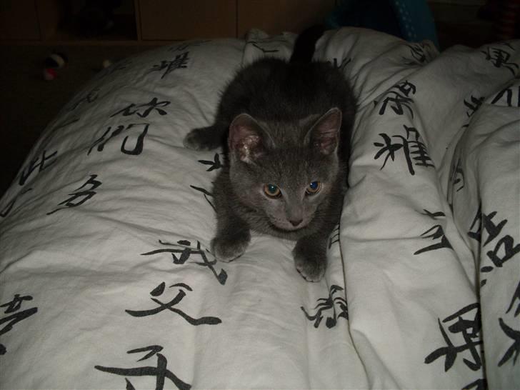 Blanding af racer laban billede 1