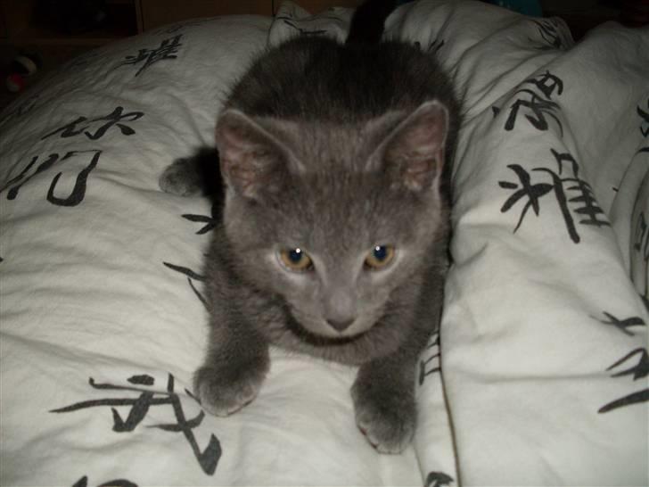 Blanding af racer laban billede 2