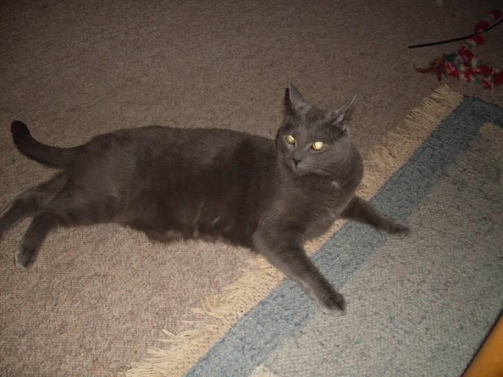 Blanding af racer laban billede 3