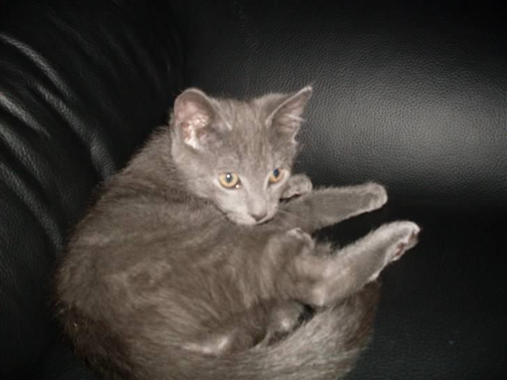 Blanding af racer laban billede 4