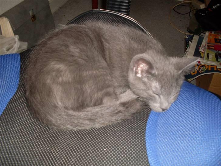 Blanding af racer laban billede 5