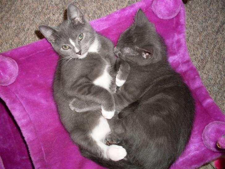 Blanding af racer laban - her er begge brødre laban og bølle sammen! billede 6