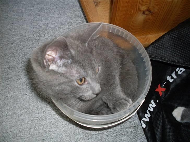 Blanding af racer laban billede 7