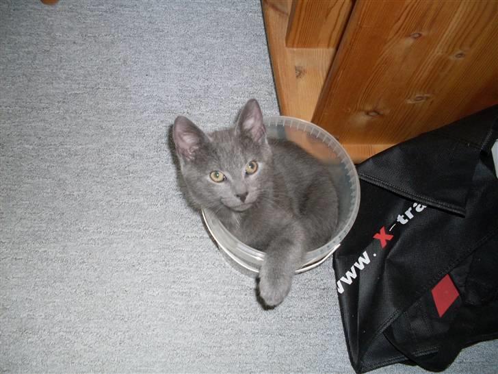 Blanding af racer laban billede 8