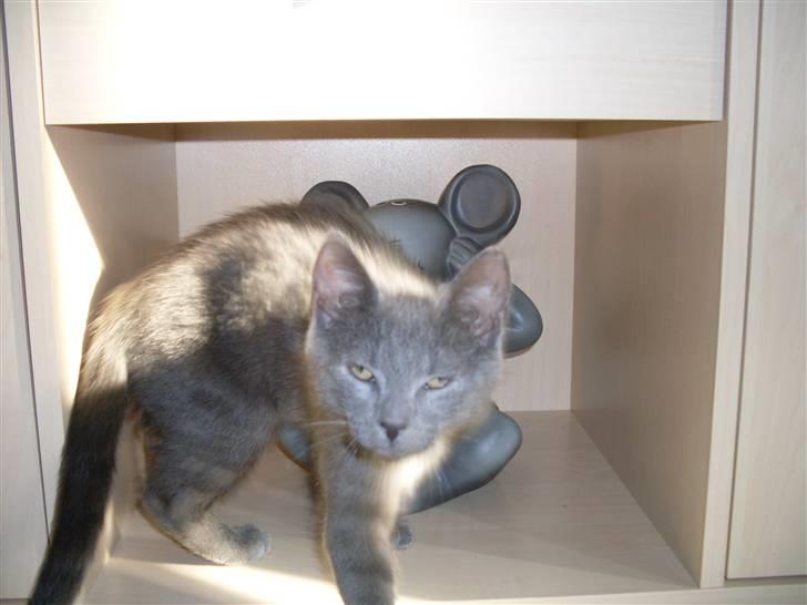 Blanding af racer laban billede 9