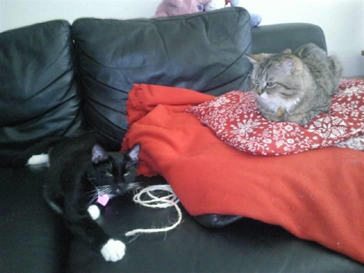 Blanding af racer Charlie billede 10