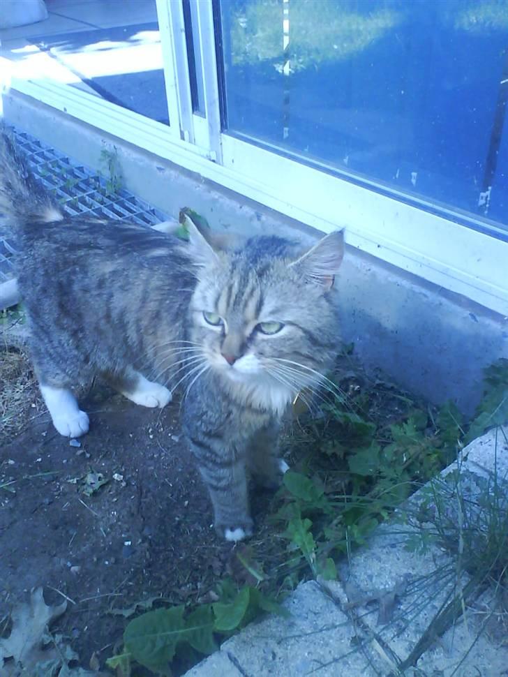 Blanding af racer Charlie billede 11