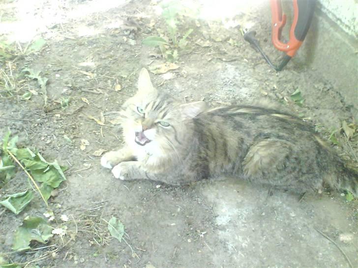 Blanding af racer Charlie billede 12