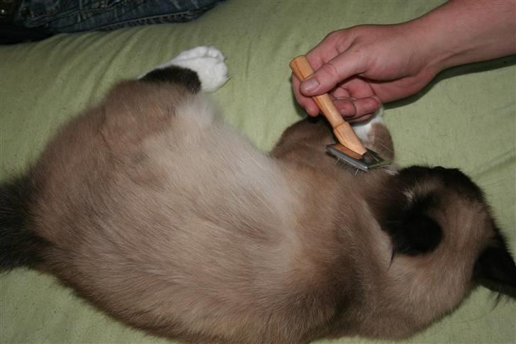 Ragdoll Tyler billede 8