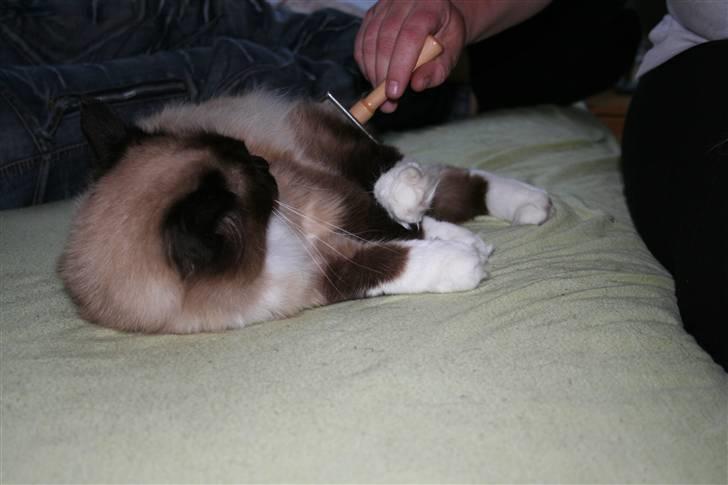 Ragdoll Tyler - Ja tak, børst mig lige på ballen  billede 9