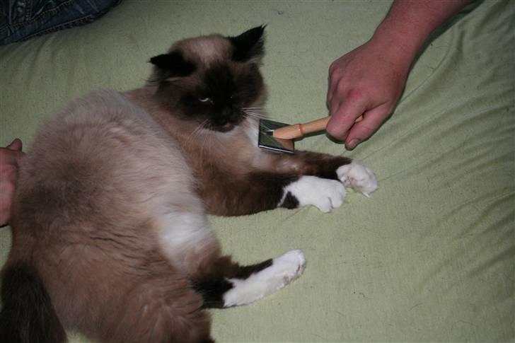 Ragdoll Tyler billede 10