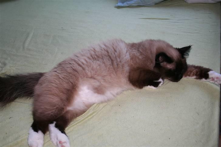 Ragdoll Tyler - Ligger lige og putter  billede 11