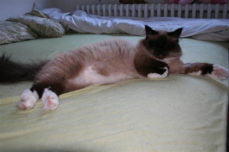 Ragdoll Tyler - Mhm kan jeg få lov til at sove billede 12