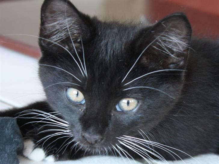 Blanding af racer Lionel (maries) billede 1