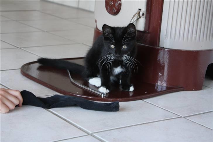 Blanding af racer Lionel (maries) - som om jeg gider at lege med en gammel sok :p  billede 2