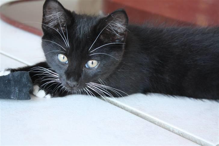 Blanding af racer Lionel (maries) - er jeg ikke sød? billede 3