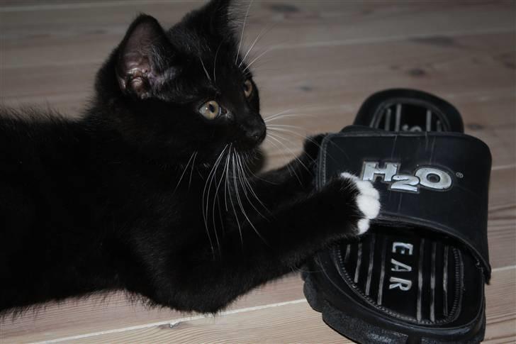 Blanding af racer Lionel (maries) - hmmm.. denneher klipklap er nu altså sjov :)  billede 4