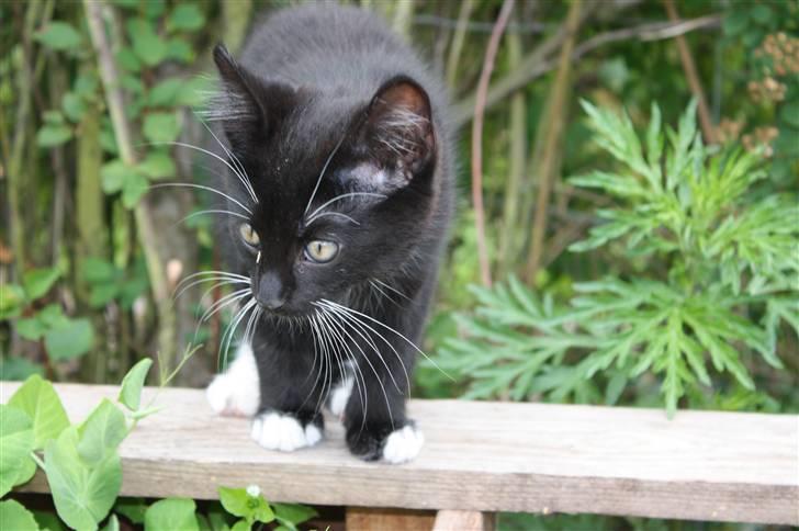 Blanding af racer Lionel (maries) billede 5