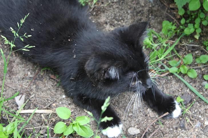 Blanding af racer Lionel (maries) billede 6