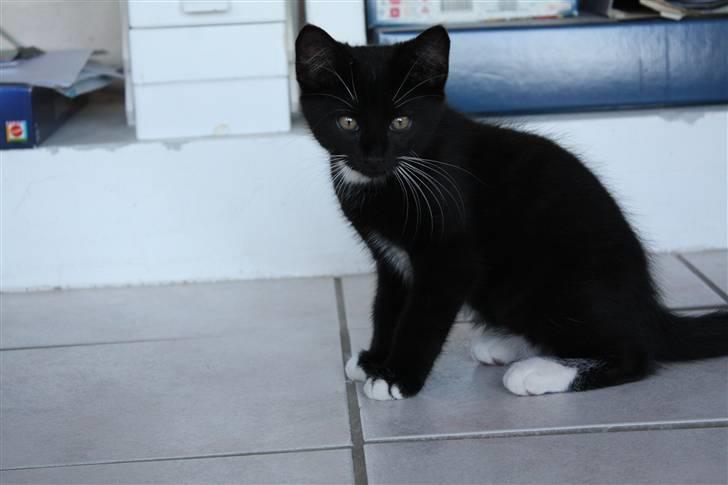 Blanding af racer Lionel (maries) billede 7