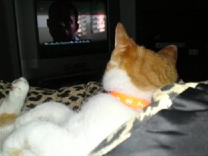 Huskat Mille - så ser vi tv med far billede 2