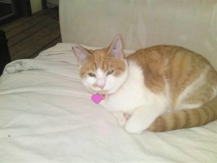 Huskat Mille - Ligger lige her og tag en slapper  billede 3