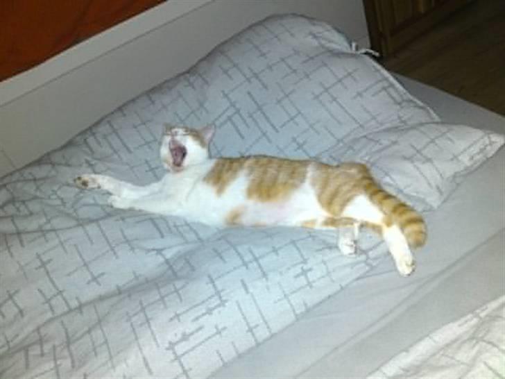 Huskat Mille - GAP billede 4