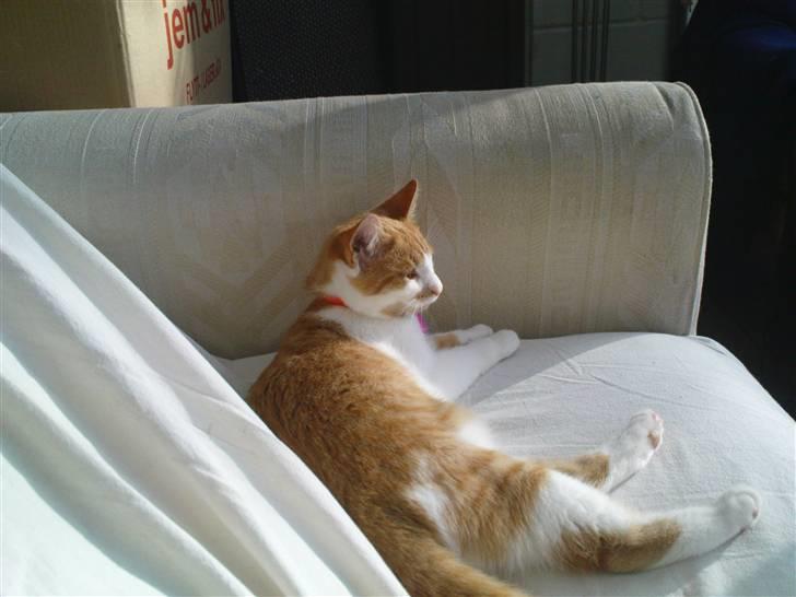 Huskat Mille - Slapper af billede 5