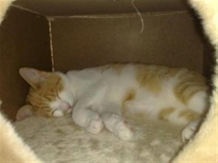 Huskat Mille - Beste sovested billede 6