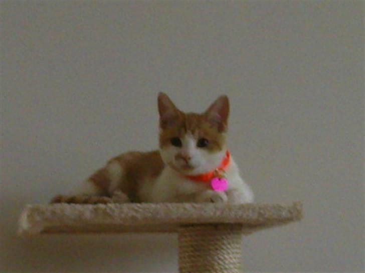 Huskat Mille - Jeg holder øje med jer!! billede 7