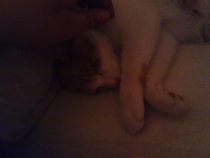 Huskat Mille - Er lidt træt billede 8